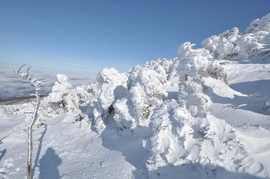 बर्फ से ढका पेड़, बर्फ का पेड़, हिमपात