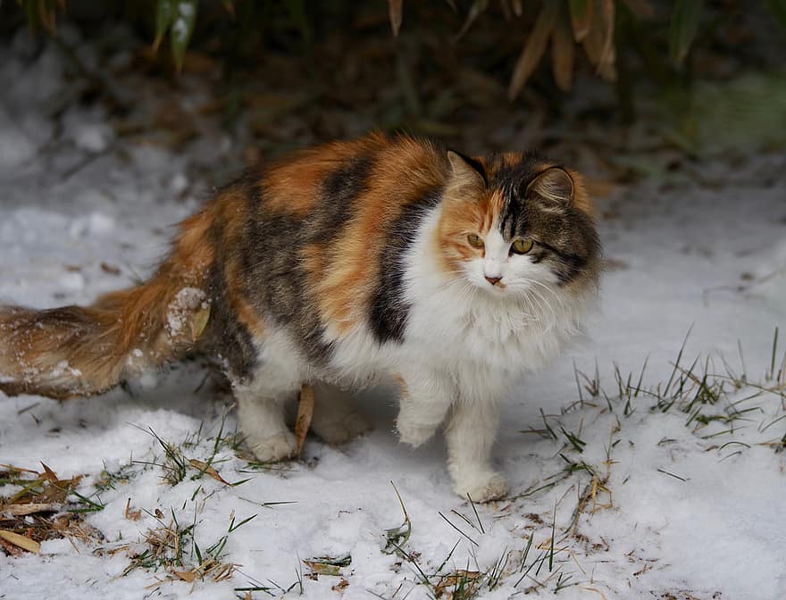 gato, mascota, nieve, invierno, gato calico, animal, nacional, felino, bote, peludo