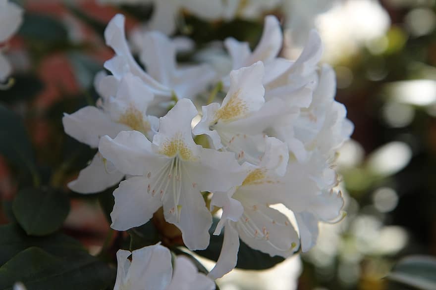 rhododendron, blomstring, Hvide Rhododendron, blomster, hvide blomster, kronblade, hvide kronblade, flor, blomstre, flora, blomsterdyrkning