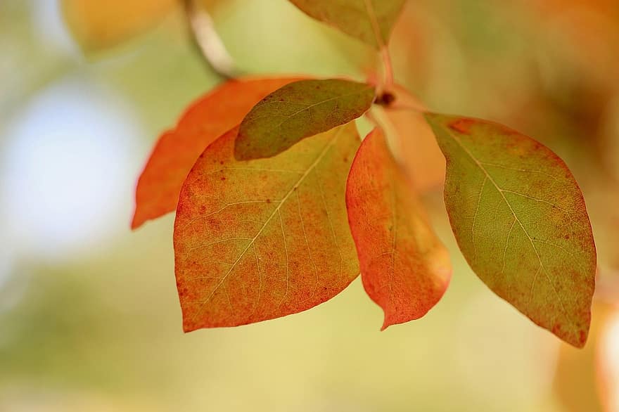 drzewo tupelo, odchodzi, jesienne liście, liść, jesień, Natura, żółty, pora roku, zbliżenie, na dworze, drzewo