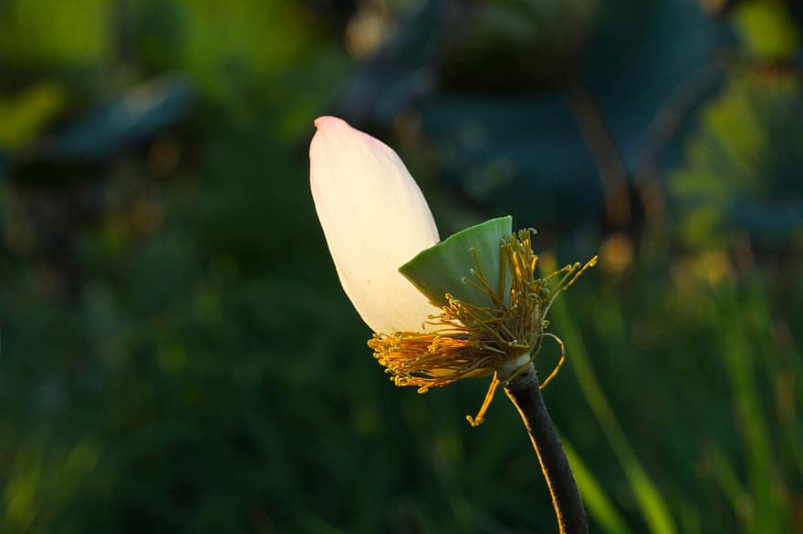 Bahasa Inggris Lotus, kelopak, bunga-bunga, putik, berwarna merah muda, indah, hijau