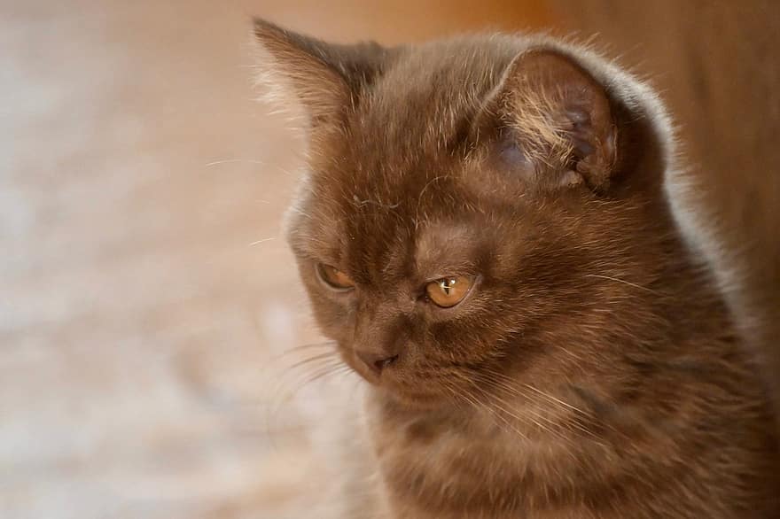 britská krátkosrstá, kočka, kotě, domácí kočka, oči, portrét, okouzlující, kočičí oči, bernstein, skořice, mieze
