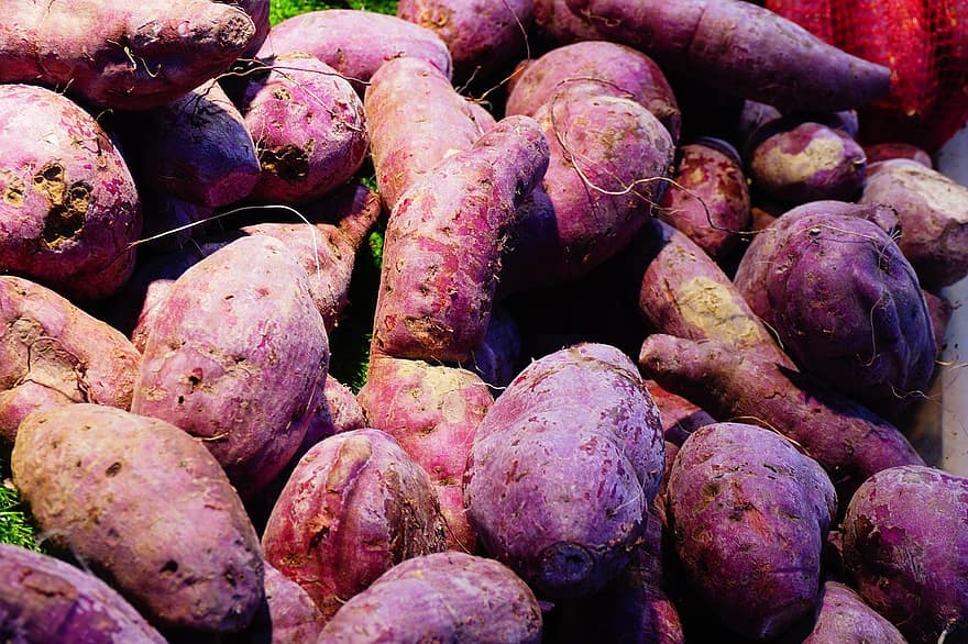 sladké brambory, fialové sladké brambory, zemědělství, zelenina, čerstvý, sklizeň, kořenové plodiny