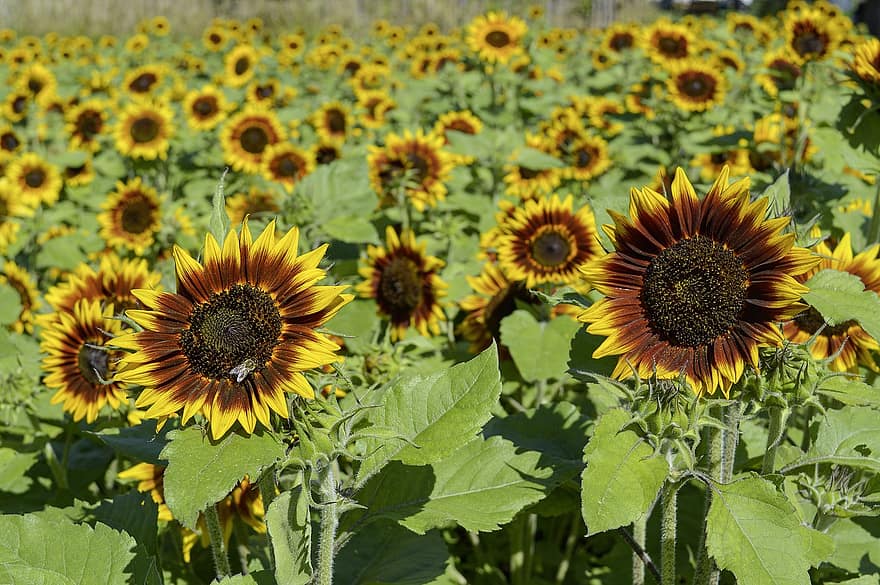 Sunflower, Flowers, Field, Nature, Agriculture, Blossom, Bloom, Sunflower Field, Plant