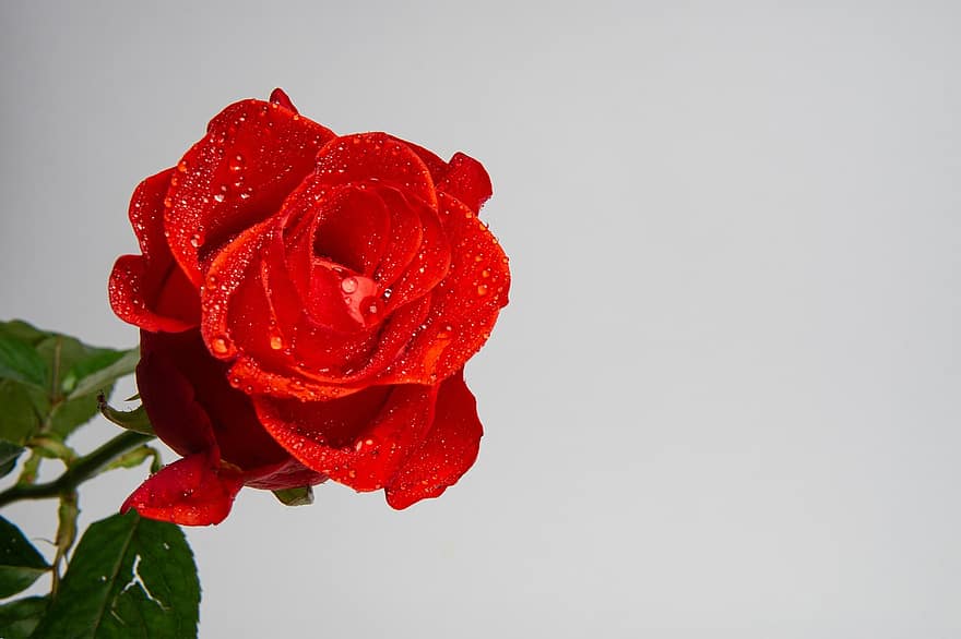 Rose, fleur, carte de voeux, espace de copie, pétale, fermer, feuille, fraîcheur, romance, plante, amour