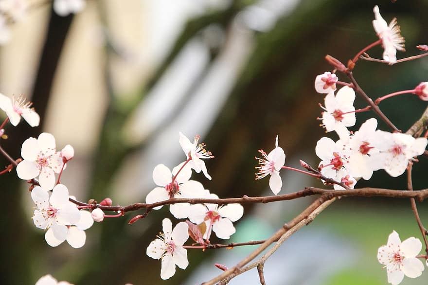 sakura, las flores, Flores de cerezo, pétalos blancos, pétalos, floración, flor, flora, Flores de primavera, naturaleza, rama