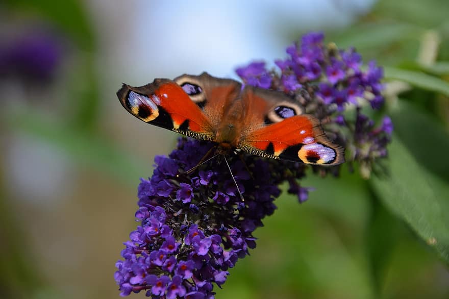 люляк, пеперуда, лято люляк, лято, природа, насекомо, полетно насекомо, лилаво, цвят, разцвет, животински свят
