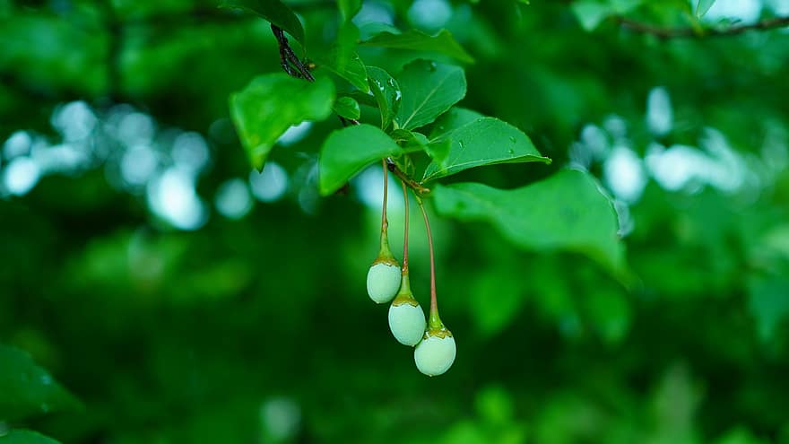 Japonský Snowbell, ovoce, větev, Japonský Styrax, listy, strom, rostlina, jaro, Příroda