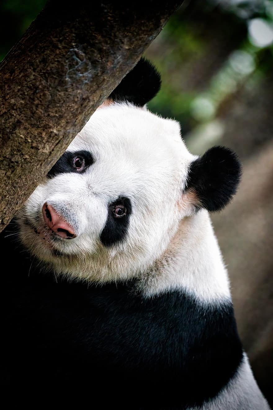 panda, Panda ayısı, hayvanat bahçesi, hayvan