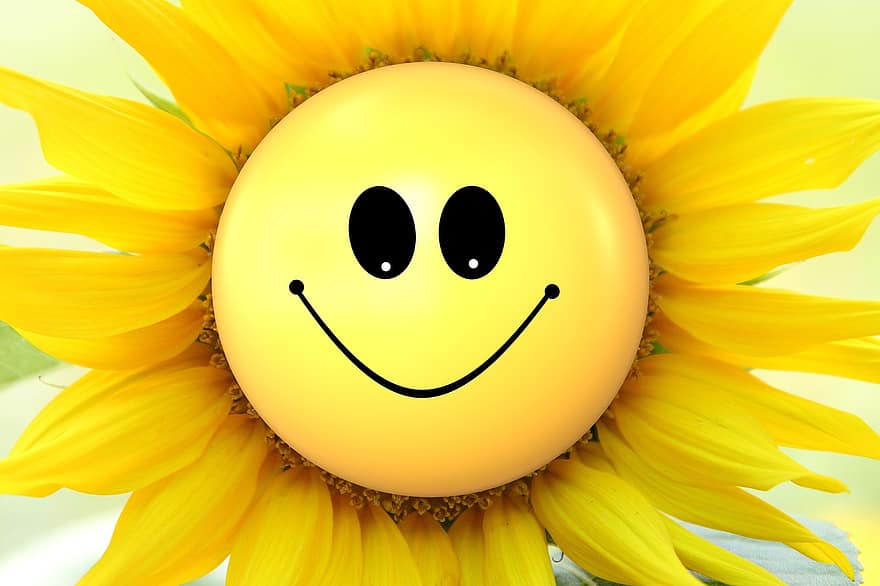 Sonnenblume, Blumen, smiley, Lächeln, Freude, auf etwas freuen, blühen, Pflanze, Saat, Natur, natürlich