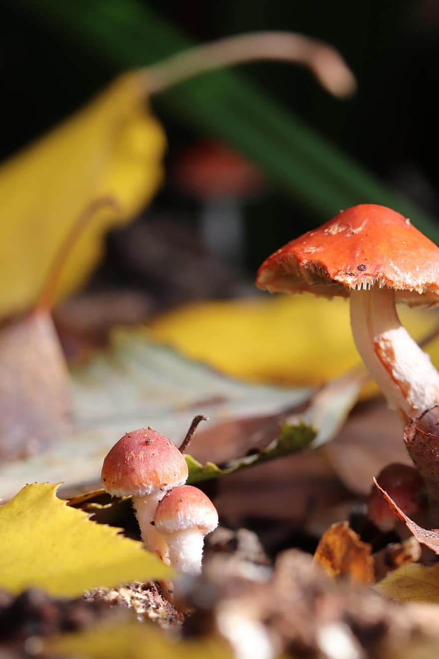Mushroom, Fungus, Mycology, Edible, Growth, Organic, Autumn, close-up, season, forest, leaf