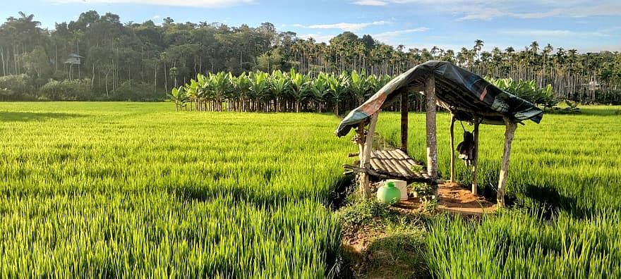 Hut, Wooden Hut, Hut In The Paddy Field, Farmer Hut, Kerala Paddy Field, Wayanad Paddy Field, Kerala Farmers Hut In Paddy Field, Nature, Outdoor, agriculture, farm