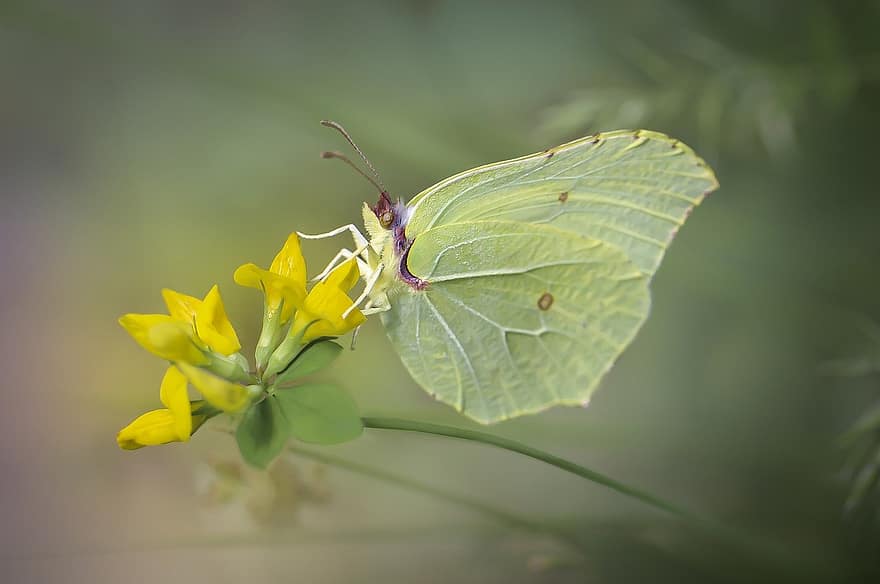 motýl, květ, opylit, opylování, hmyz, okřídlený hmyz, motýlí křídla, flóra, fauna, Příroda, detail