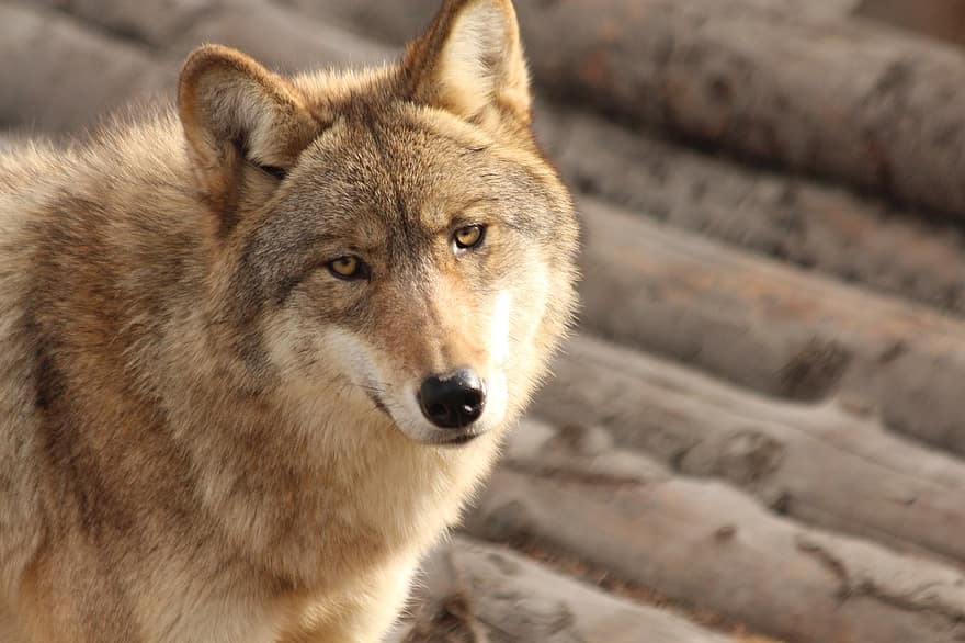 ulv, dyr, dyreliv, canis lupus, grå ulv, pattedyr, rovdyret, vilt dyr, fauna, villmark, natur