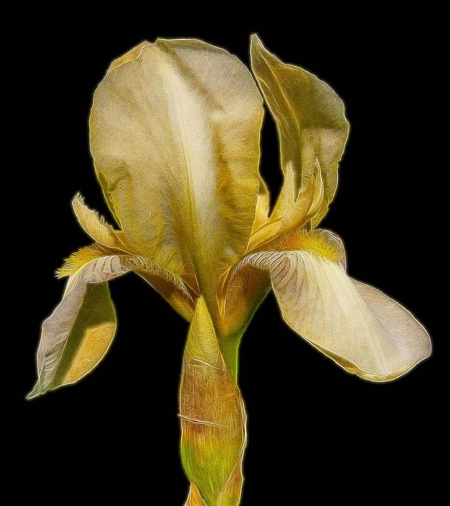 fractalius, blomma, gul, iris