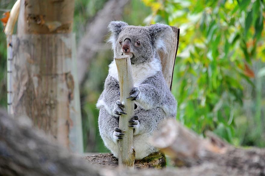 gyvūnas, koala, Australija, pelkinis, laukinės gamtos, rūšis