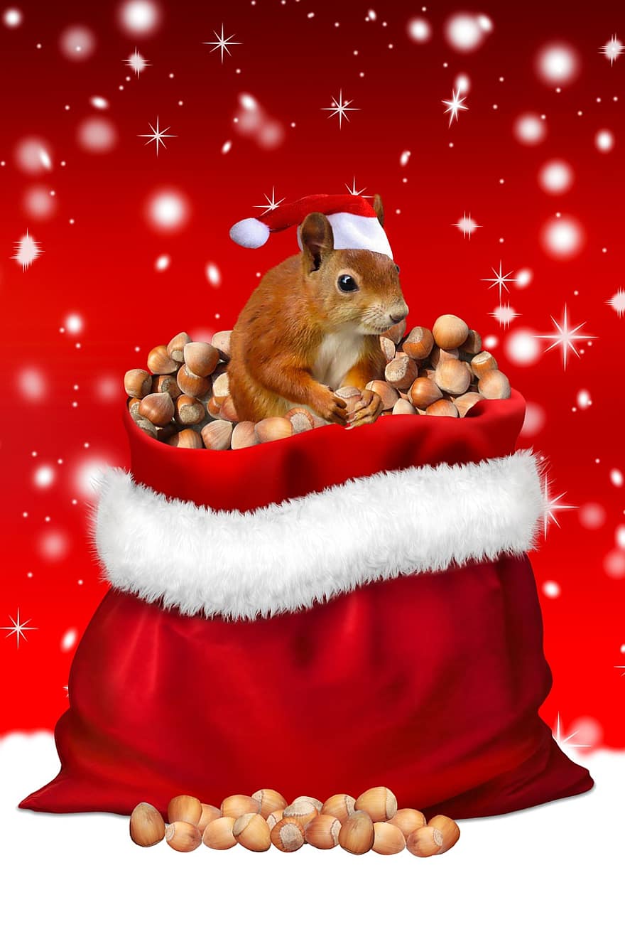 eekhoorn, Kerstmis, noten, gift, Kerstman, kerstkaart