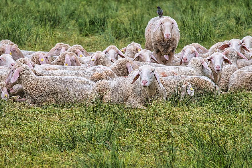 羊、群れ、牧草地、農場の動物、農業、一緒に、うそをつく、動物たち、農村、自然、フィールド