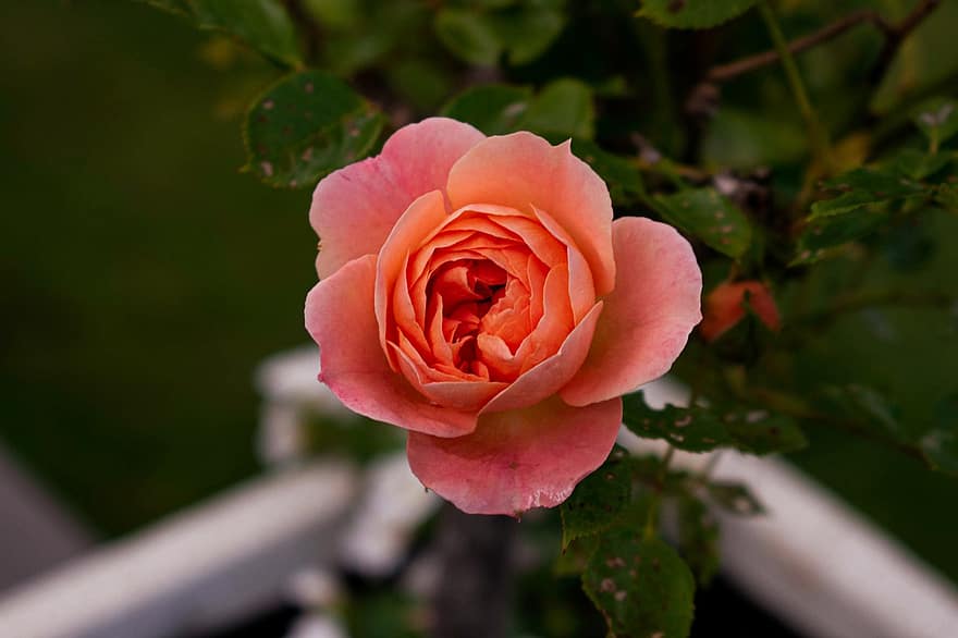 růžová růže, růže, květ, rostlina, jaro, letní, okvětní lístky, zahrada, zblízka, detail, okvětní lístek