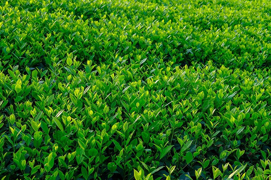 plantas de te, plantación de té, agricultura, jardín