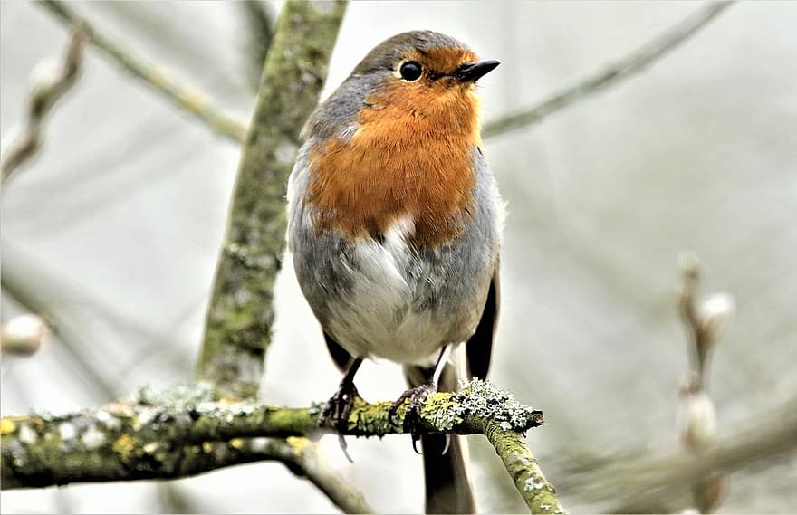 pájaro, Robin Redbreast, Robin, animal, pájaro cantor, fauna silvestre, primavera, jardín, rama, posado, pico