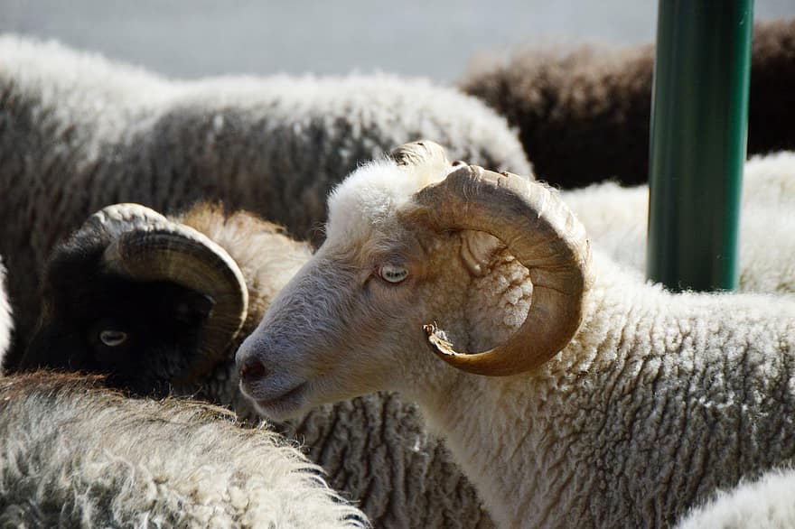 schapen, dieren, zoogdieren, herkauwer, wol, schapen-