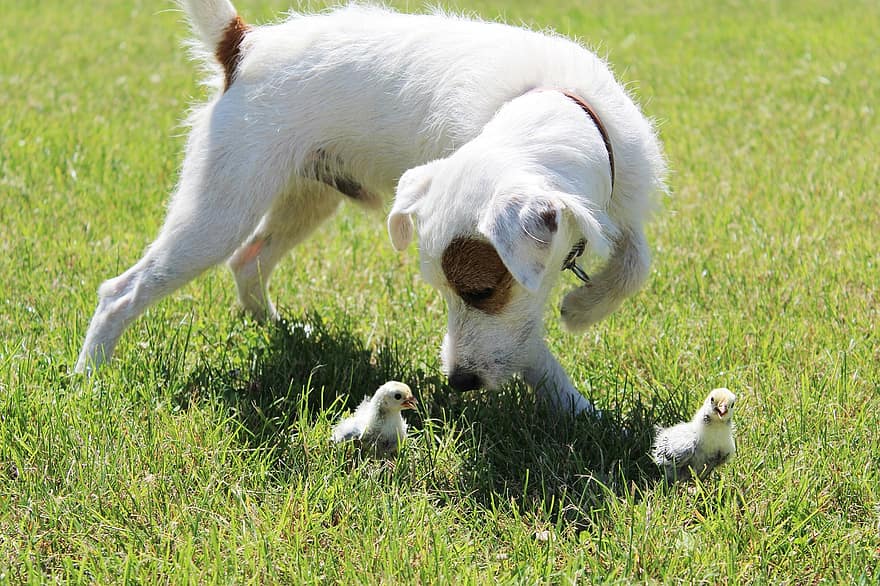 Dog, Chickens, Chicks, Grass, Graden, Playful
