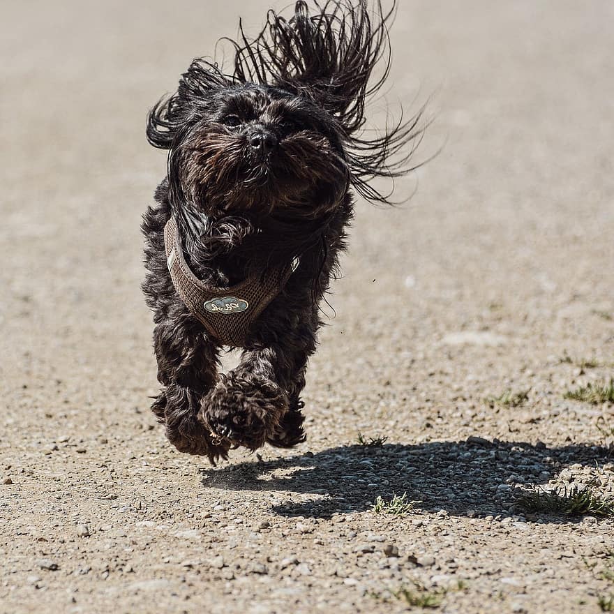 Dog, Mammal, Running, Nature, Domestic Animal, Leap, pets, cute, puppy, canine, purebred dog