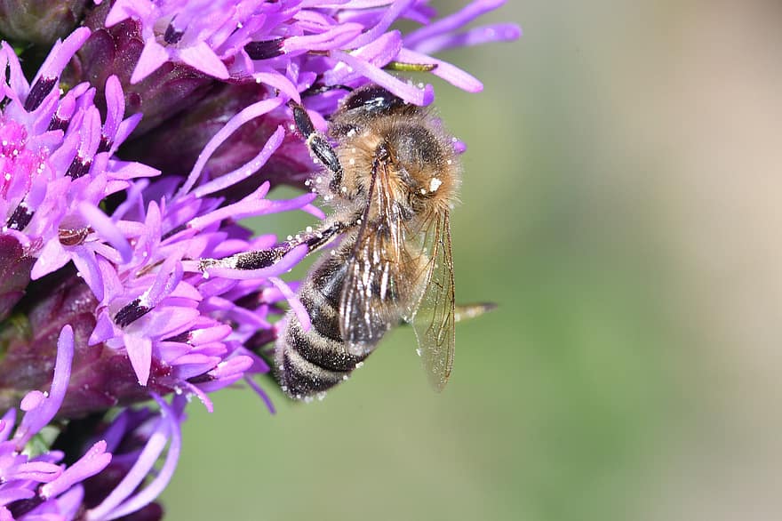 pszczoła, owad, pszczoła miodna, kochanie, pszczelarz, pszczelarstwo, Natura