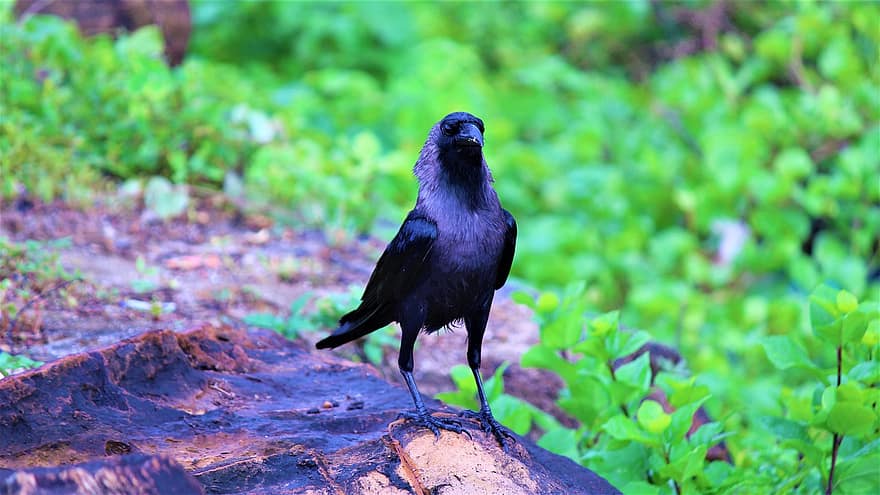 corvo, uccello, animale, uccello nero, natura, becco, conto, piume, birdwatching, avvicinamento, solo