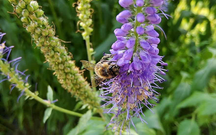 méh, rovar, beporoz növényt, beporzás, virágok, szárnyas rovar, virágzás, virágzik, szárnyak, természet, hymenoptera