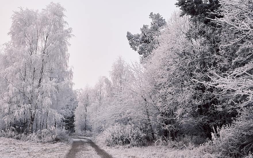 camino, escarcha, bosque, invierno, congelado, la carretera, sendero, arboles, nieve, frío, paisaje