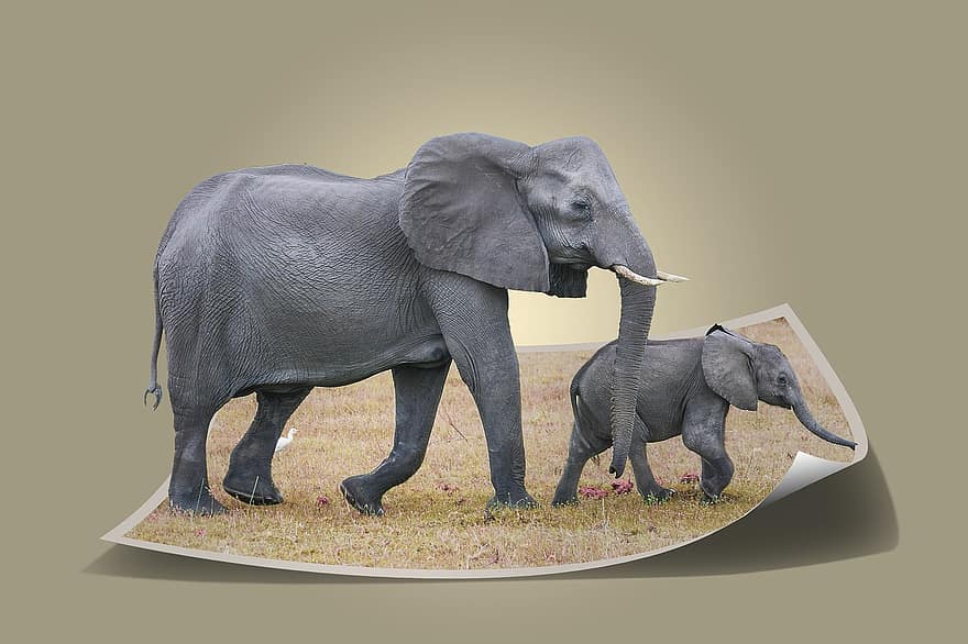 elefant, Afrika, african bush elefant, snabel, pattedyr, pachyderm, Sydafrika, Botswana, flokke af elefanter, baby elefant, Proboscidea