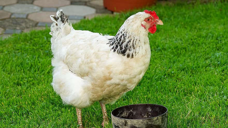 pollo, pollo en el abrevadero, patio de la granja, prado, verano, Pollo Blanco Con Plumas Negras, pollo blanco, plumaje, pájaro, granja, hierba
