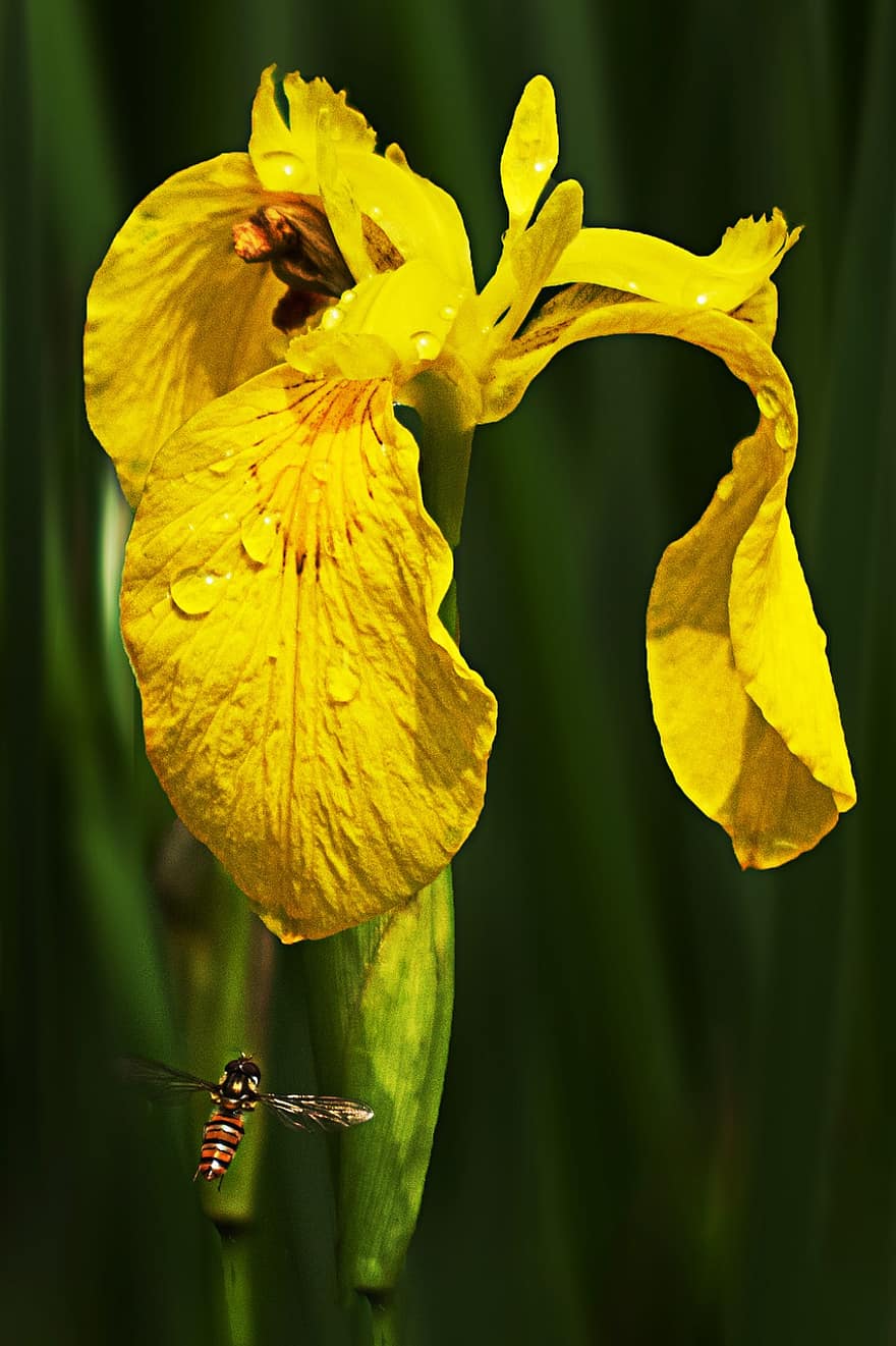 gelbe Iris, Blume, Tau, nass, Tautropfen, gelbe Blume, Blütenblätter, blühen, Wildblume, Pflanze, Feld