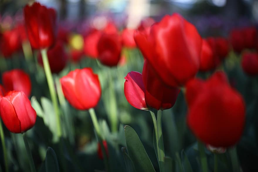 tulipaner, blomster, felt, røde blomster, blomst, blomstre, planter, hage, natur