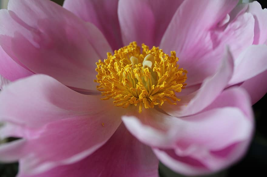 Pfingstrose, pinke Blume, Mikro