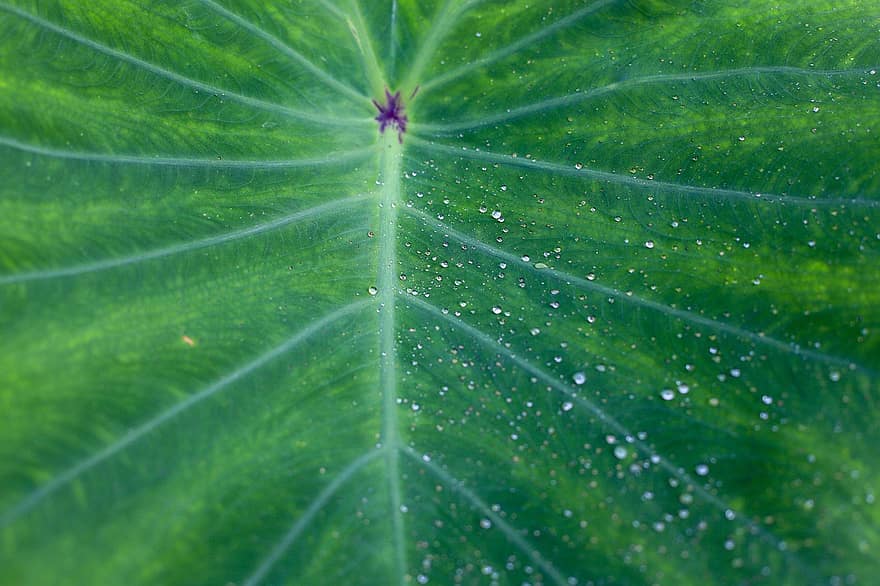 Taro, Leaf, Taro Leaf, Background, Nature, green color, plant, close-up, pattern, backgrounds, macro