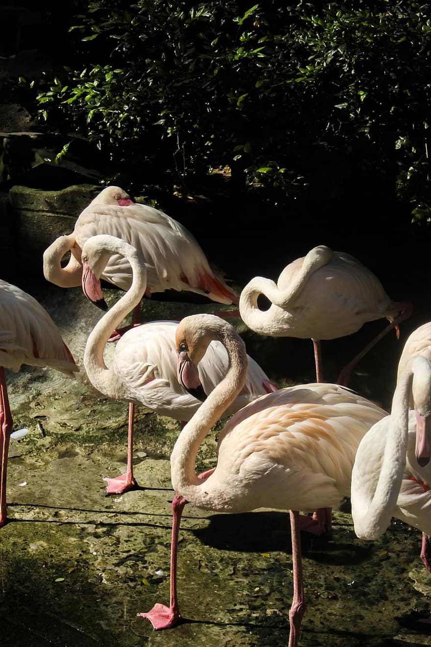 flamingos, putni, ganāmpulka, dzīvnieki, spalvas, knābis, rēķinu, garās kājas, raksturs, dzīvnieku pasauli, zooloģiskais dārzs
