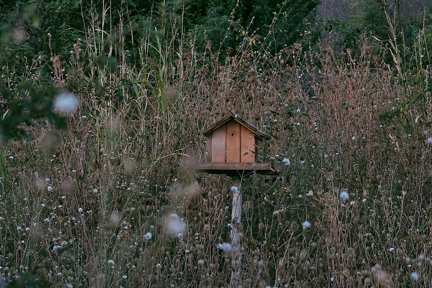 casa do pássaro, campo, flores, caixa ninho, grama, plantas, Prado