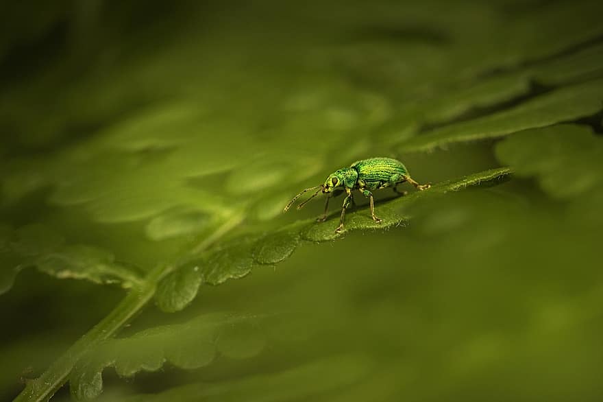 Nettle Weevil, Beetle, Grass, Leaf, Pest, Phyllobius Pomaceus, Insect, Nature, Animal, Wildlife, Summer