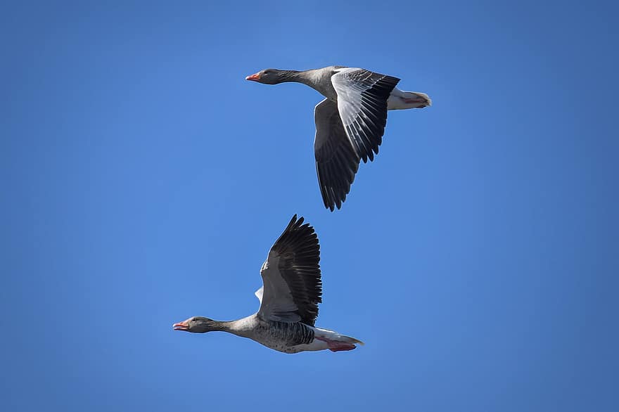 Greylag Geese, Geese, Birds, Flying, Sky, Couple, Waterfowls, Water Birds, Aquatic Birds, Animals, beak