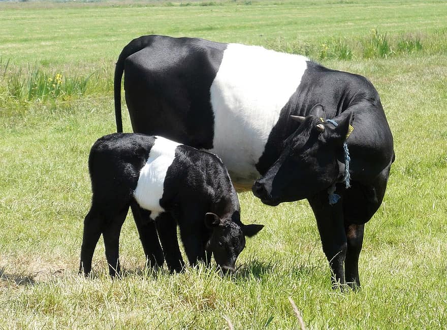 krowa, cielę, czarno-biała tkanina polowa field, lakenvelder, Rasa holenderska, rasa bydła, Rola, Zwierząt, trawa, Natura, łąka