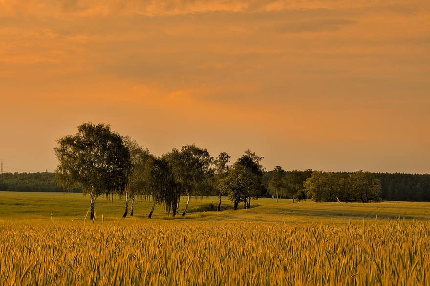 пшеничне поле, хлібне поле, проспект, дерева, сільський, краєвид, вечірня атмосфера, сутінки, захід сонця, ідилія, тихо