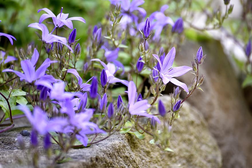 jardí, bellflower, flor, florir, violeta