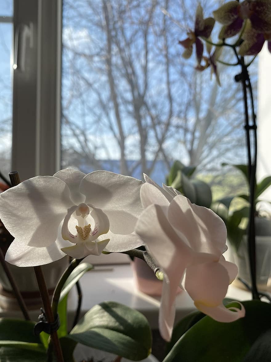 orquídea, flores, plantar, flores brancas, pétalas, flor, planta de casa, fechar-se, folha, pétala, cabeça de flor