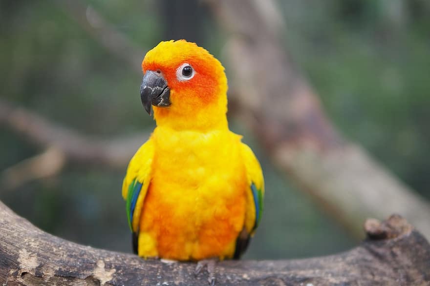 papegaai, vogel, veren, gevederte, zonconure, kleurrijk, bek, coulissen, Aratinga, solstitialis, dieren