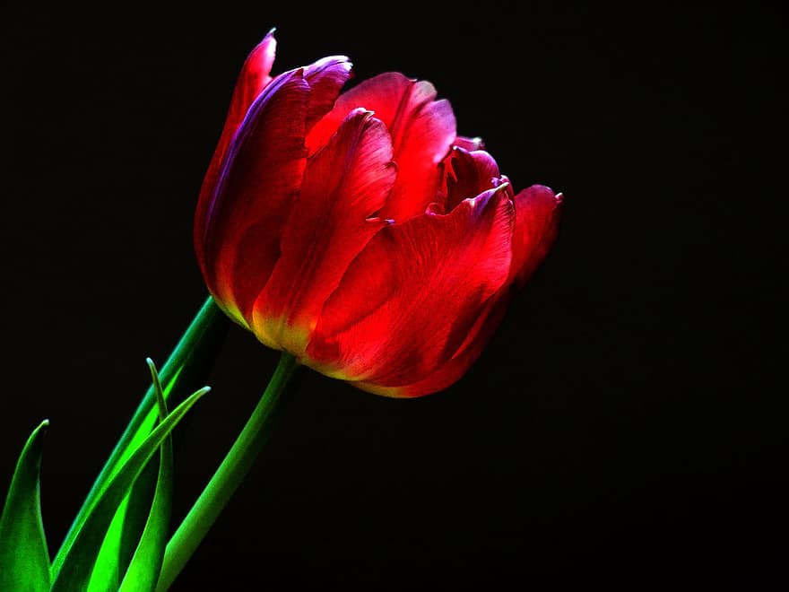 tulipán, tulpenbluete, květ, jaro, zblízka, Příroda, květinový, rostlina, Pozadí, dekorativní, design