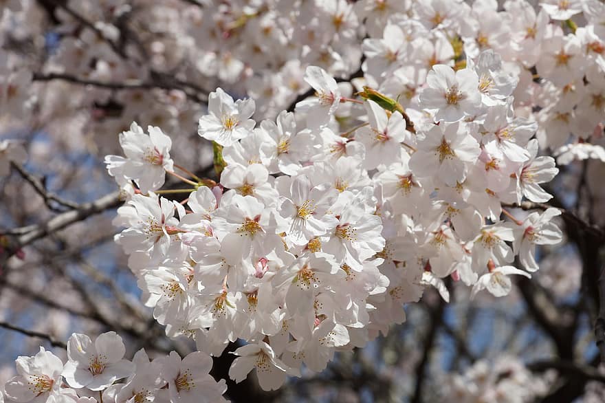 fiore di ciliegio, petali bianchi, ciliegia, fiori, rami, albero, primavera, fiore, avvicinamento, ramo, pianta