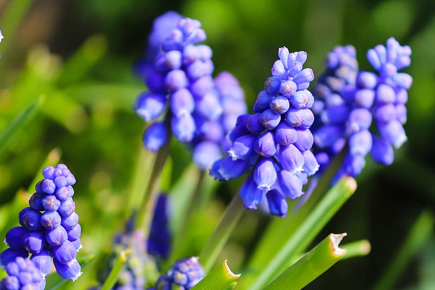 drue hyacint, Hyacinth, vår, blå, nærbilde, drue-hyacinth, blomst, vårblomst, blomstre, natur, hage